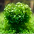 Мох Моносолениум тенерум (Monosolenium tenerum (Pellia))