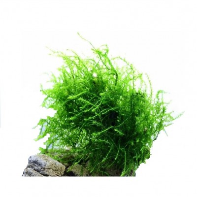 Купить - Мох Бабл (Moss sp. Bubble)