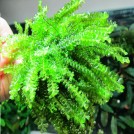 Мох Камерун (Moss sp. Cameroon)