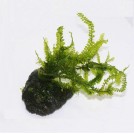 Мох Камерун (Moss sp. Cameroon)