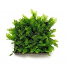 Мох Камерун (Moss sp. Cameroon)
