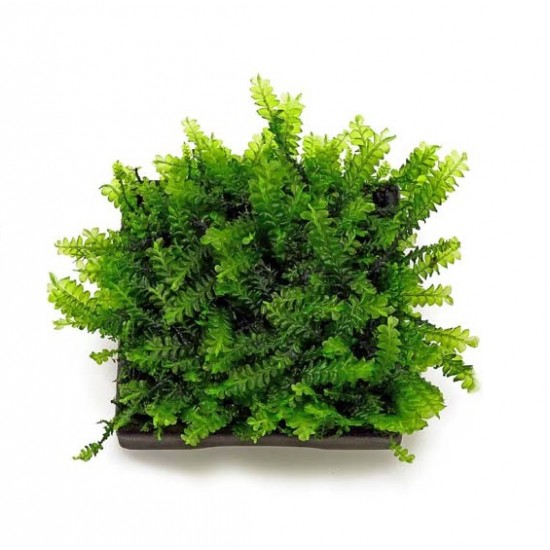 Мох Камерун (Moss sp. Cameroon)