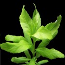 Пенторум Сидоидес (Penthorum Sedoides)