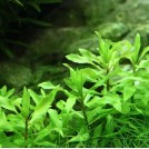 Пенторум Сидоидес (Penthorum Sedoides)