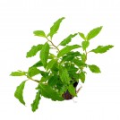 Пенторум Сидоидес (Penthorum Sedoides)