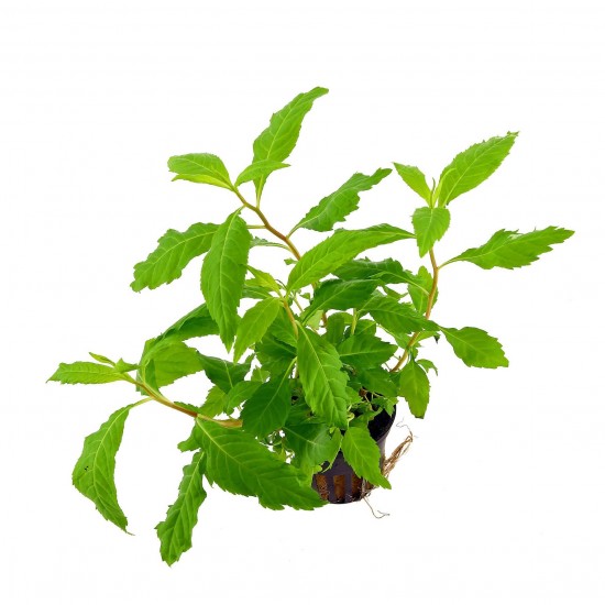 Пенторум Сидоидес (Penthorum Sedoides)