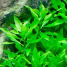 Пенторум Сидоидес (Penthorum Sedoides)