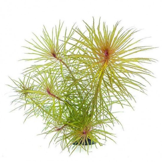 Погостемон стеллатус (Pogostemon stellatus)