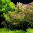 Погостемон стеллатус (Pogostemon stellatus)