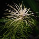 Погостемон стеллатус (Pogostemon stellatus)