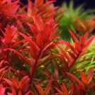 Ротала ротундифолия кроваво-красная (Rotala Rotundifolia Blood Red)