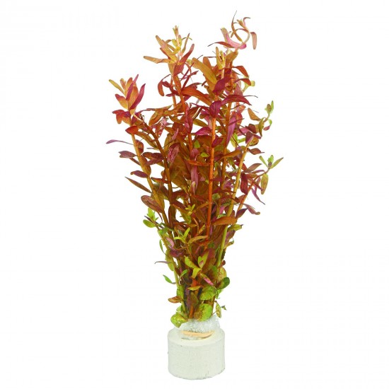 Ротала ротундифолия кроваво-красная (Rotala Rotundifolia Blood Red)