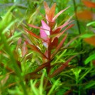 Ротала ротундифолия кроваво-красная (Rotala Rotundifolia Blood Red)