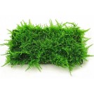 Мох рождественский (Christmas Moss, Vesicularia montagnei)
