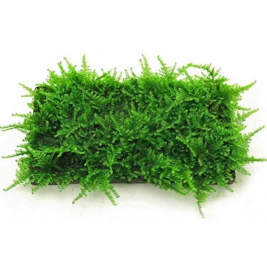 Мох рождественский (Christmas Moss, Vesicularia montagnei)