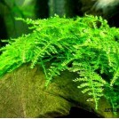 Мох рождественский (Christmas Moss, Vesicularia montagnei)